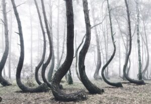 La forêt tordue (Bialowieza) : un incontournable d'un voyage en Pologne